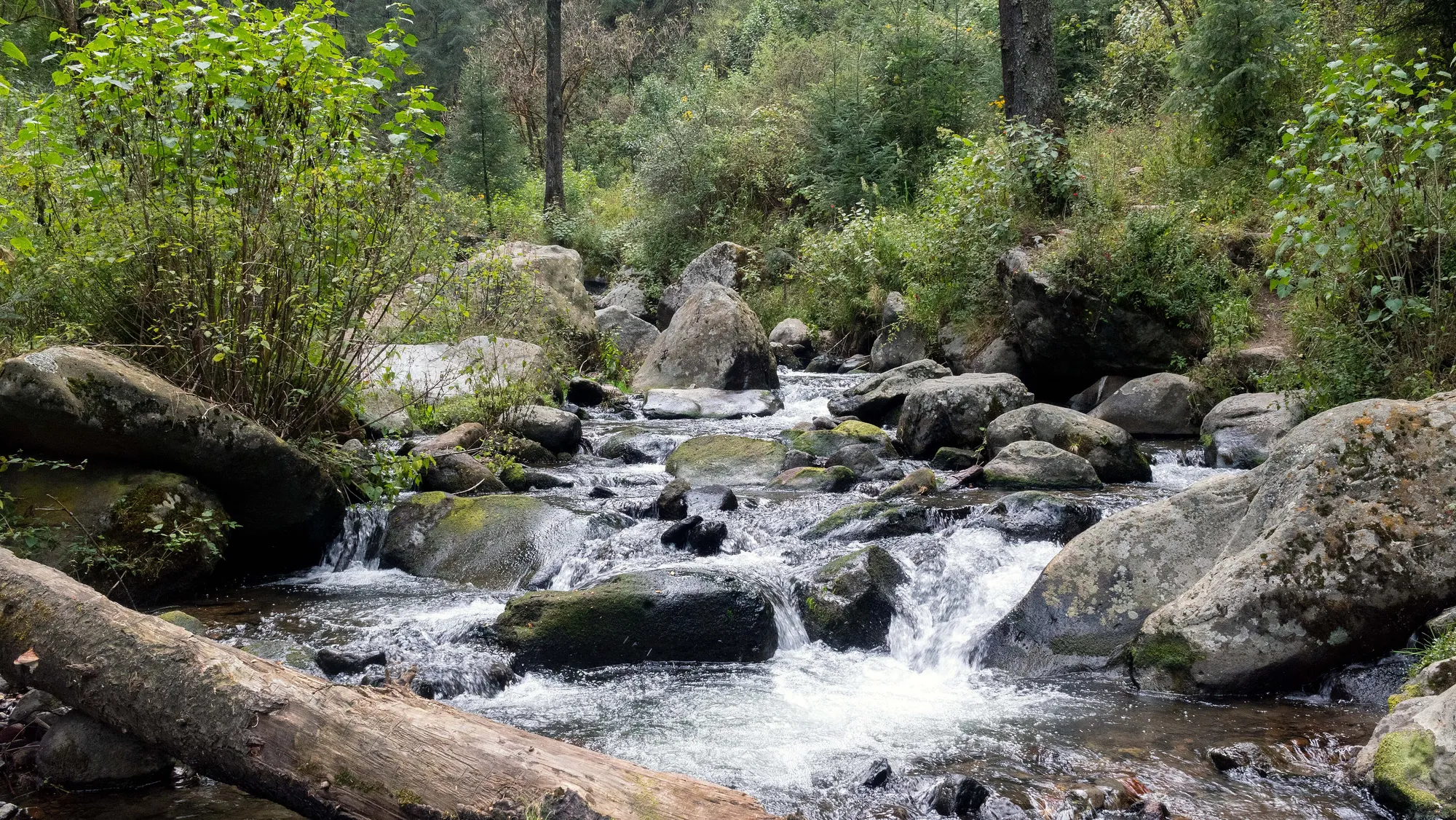 El río Magdalena entre el bosque en la zona de Los Dinamos